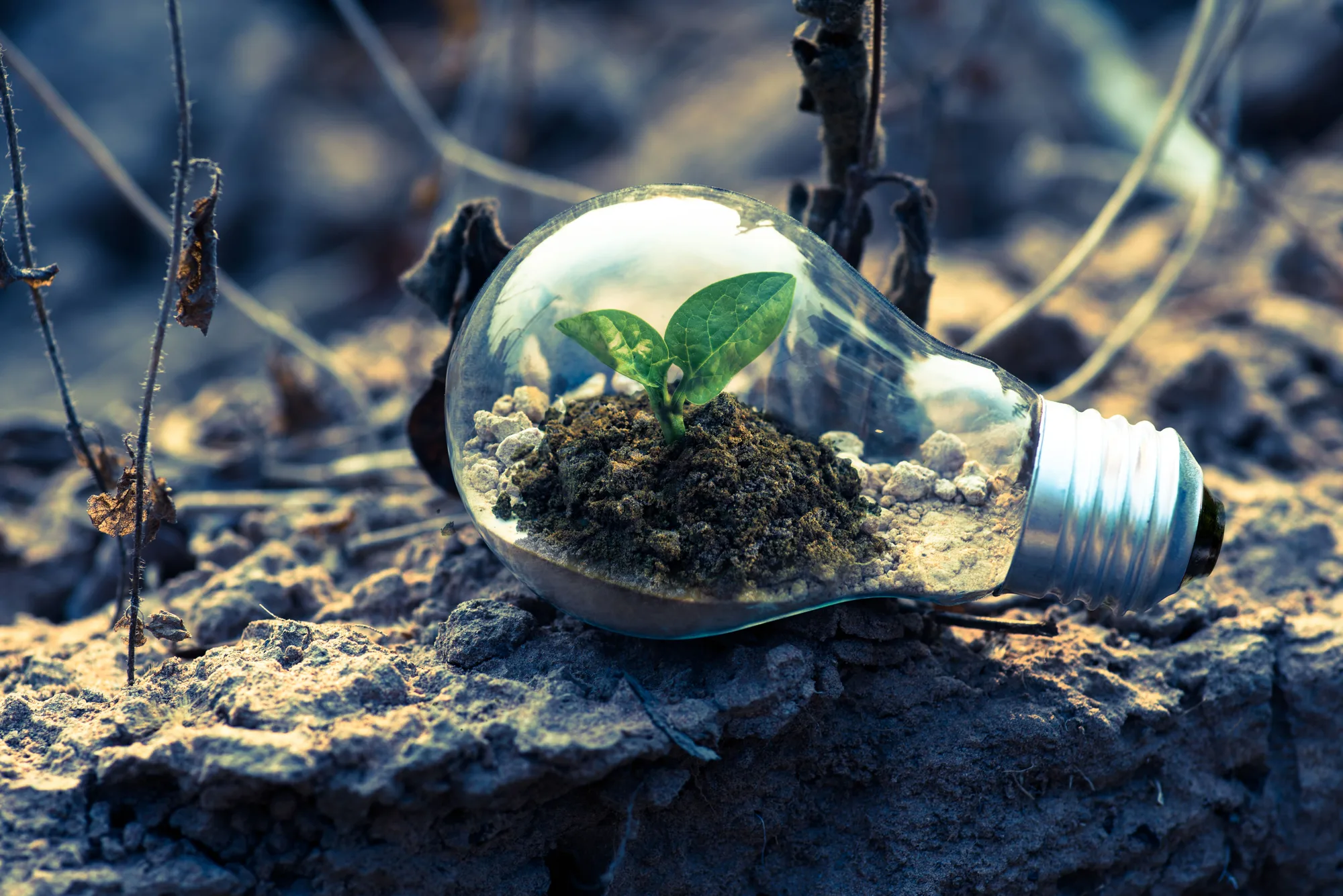 Seedling growing inside a light bulb resting on dry soil